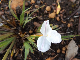 341_patersonia_dscf8819c.jpg