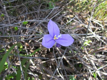 341_patersonia_lancelin_sc.jpg