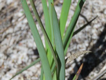 341_patersonia_occidentalis_foliage_img_4098.jpg