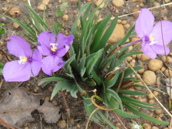 341_patersonia_pygmaea_foliage_img_8755c.jpg