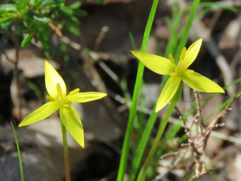 341_pauridia_occidentalis_var_quadriloba_img_5312c.jpg