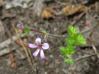 341_pelargonium_australe_img_4813c.jpg