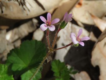341_pelargonium_img_6864c.jpg