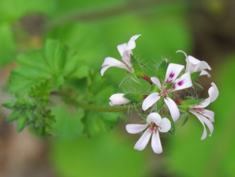 341_pelargonium_littorale_img_3724c.jpg