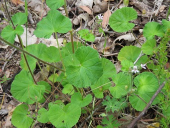 341_pelargonium_littorale_img_3729.jpg