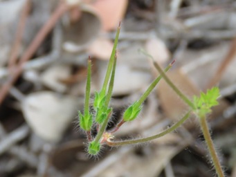 341_pelargonium_littorale_img_5188c.jpg