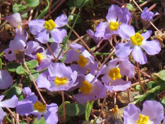 341_peplidium_aithocheilum_img_1608c.jpg