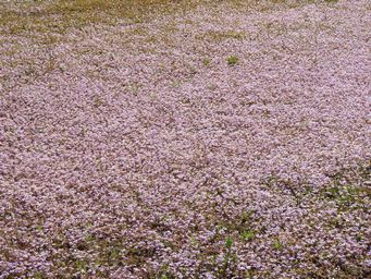 341_peplidium_aithocheilum_img_1611.jpg