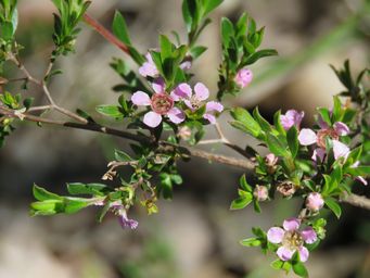 341_pericalymma_ellipticum_img_5965.jpg
