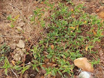 341_persicaria_prostrata_around_dam_cc.jpg