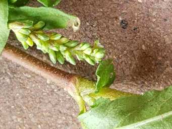 341_persicaria_prostrata_bud_3c.jpg