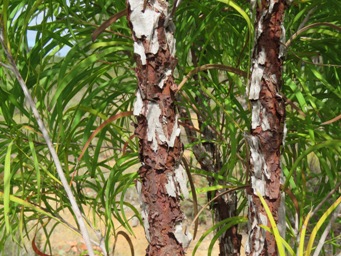 341_persoonia_longifolia_bark_img_1787.jpg