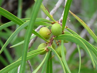 341_persoonia_longifolia_fruit_img_6348.jpg