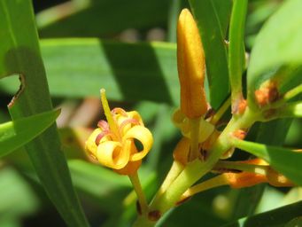 341_persoonia_longifolia_img_0168c.jpg