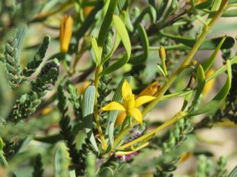 341_persoonia_quinquenervis_img_9711.jpg