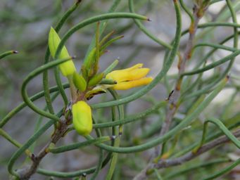 341_persoonia_saundersiana_likely_mr_img_0005c.jpg