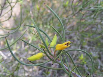 341_persoonia_saundersiana_likely_mr_img_0006c.jpg