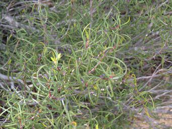 341_persoonia_saundersiana_likely_mr_img_9904.jpg