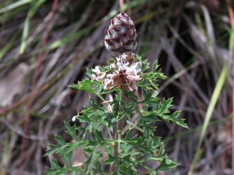 341_petrophile_diversifolia_cone_img_0243cc.jpg