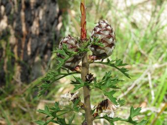 341_petrophile_diversifolia_cones__img_0254c.jpg