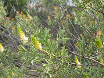 341_petrophile_shuttleworthiana_img_2220.jpg