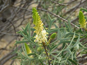 341_petrophile_shuttleworthiana_img_2223.jpg