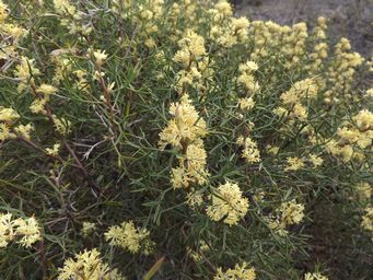341_petrophile_squamata_ssp_squamata_gnowangerup_dscf8132.jpg