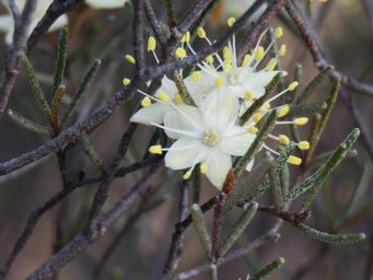 341_phebalium_filifolium_img_9886ca.jpg