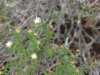 341_phebalium_multiflorum_subsp_multiflorum_w_img_8815ca.jpg