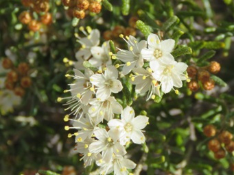 341_phebalium_tuberculosum_img_0157c.jpg