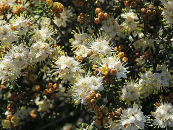 341_phebalium_tuberculosum_img_9541.jpg