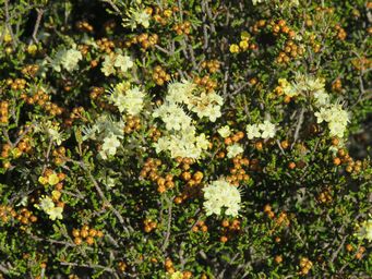 341_phebalium_tuberculosum_tarin_rock_img_4824.jpg