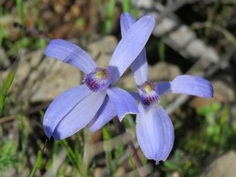 341_pheladenia_deformis_img_9595c.jpg