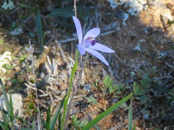 341_pheladenia_deformis_img_9722c.jpg
