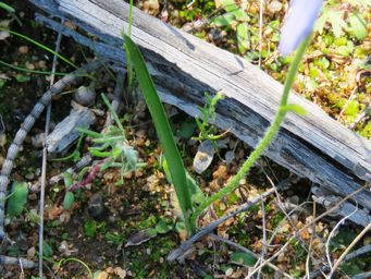 341_pheladenia_deformis_leaf_img_9738ca.jpg