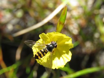 341_philydrella_pygmaea_with_pollinator_img_5984c.jpg