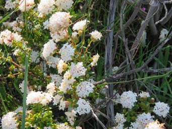 341_pimelea_avonensis_img_2311.jpg