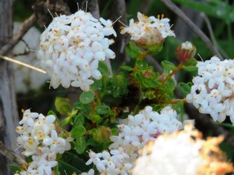 341_pimelea_avonensis_img_2312ca.jpg