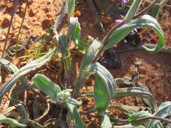 341_podolepis_gardnerii_wilroy_foliage_img_1877.jpg