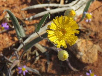 341_podolepis_gardnerii_wilroy_img_1875c.jpg