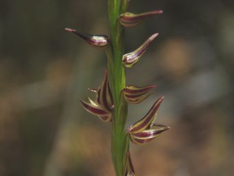 341_prasophyllum_drummondii_img_0194a.jpg