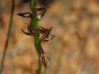 341_prasophyllum_drummondii_img_0197.jpg