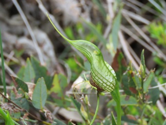 341_pterostylis_barbata_img_1247c.jpg