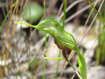 341_pterostylis_barbata_img_1255c.jpg