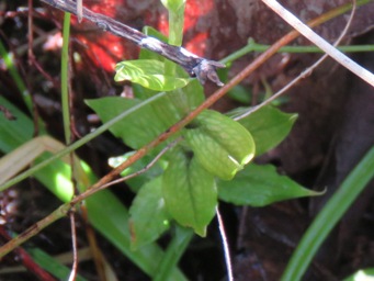 341_pterostylis_bird_tall_foliage_img_8646c.jpg