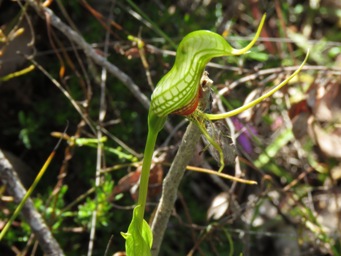 341_pterostylis_bird_tall_img_8637c.jpg