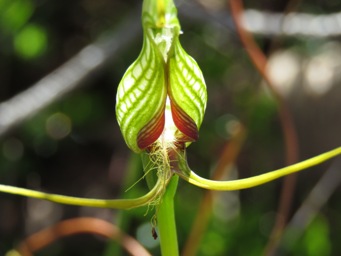 341_pterostylis_bird_tall_img_8639.jpg