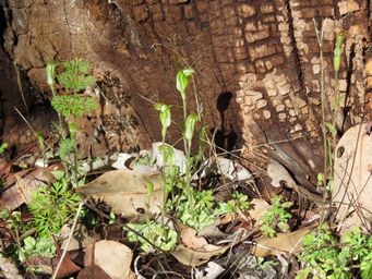 341_pterostylis_crispula_maybe_snail_img_4223.jpg