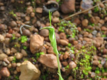 341_pterostylis_crispula_snail_1_img_7925c.jpg