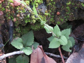 341_pterostylis_crispula_snail_foliage_img_7922c.jpg